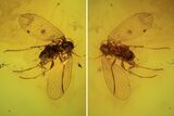 Detailed Fossil Fly (Diptera) In Baltic Amber #87223-2